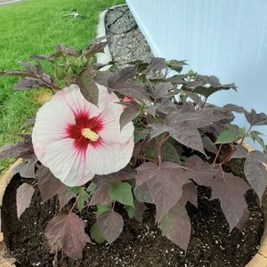 Meet your Posher, Kelley